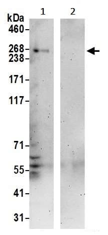 Anti-NBAS antibody(AB242220)