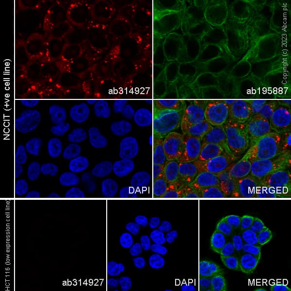 Alexa Fluor® 647 Anti-LINE-1 ORF1p antibody [EPR22227-6](AB314927)