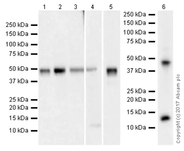 Anti-TGF beta 1 antibody [EPR21143](AB215715)