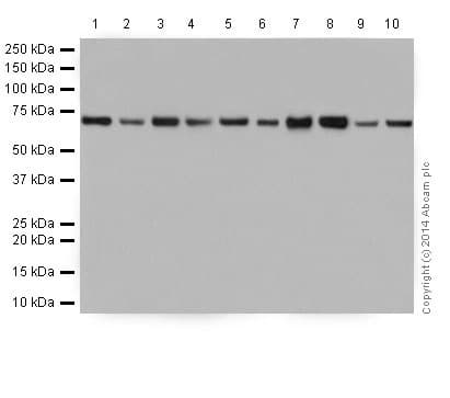 Anti-Lamin B1 antibody [EPR8985(B)] - Nuclear Envelope Marker(AB133741)