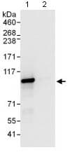 Xab2 Antibody Ab129487  Immunoprecipitation Img127439