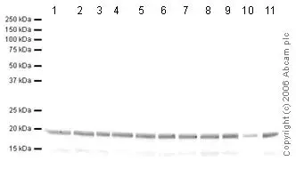 Human Histone H3 (di methyl K9) peptide(AB1772)