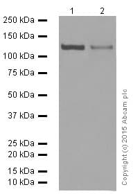 Anti-GM130 antibody [EP892Y] - cis-Golgi Marker(AB52649)