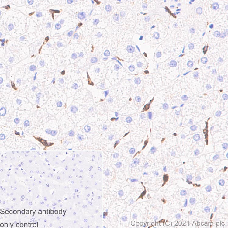 Anti-CD68 antibody [EPR20545] - Mouse IgG1 (Chimeric)(AB283316)