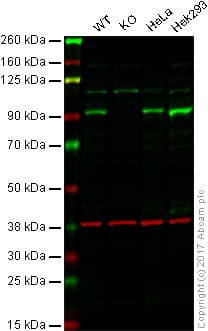 Anti-STAT3 antibody [E121-21] - BSA and Azide free(AB171361)