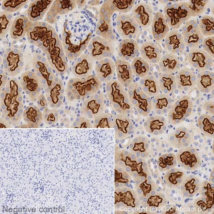 Anti-Lrp2 / Megalin antibody(AB76969)