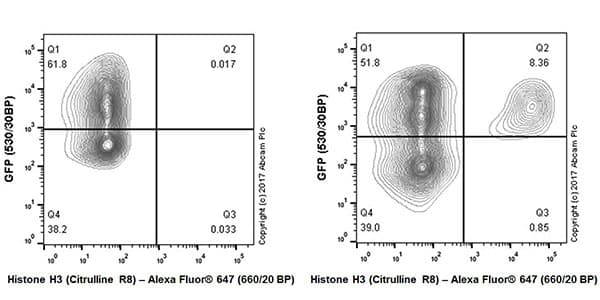 Anti-Histone H3 (citrulline R8) antibody [EPR20358-13] - BSA and Azide free(AB232939)
