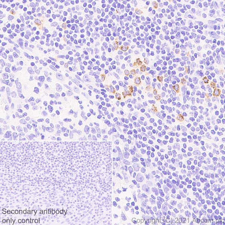 Granzyme B Antibody Epr8260 Mouse Igg1 Chimeric Ab283315  Immunohistochemistry Formalin Pfa Fixed Paraffin Embedded Sections Img178281