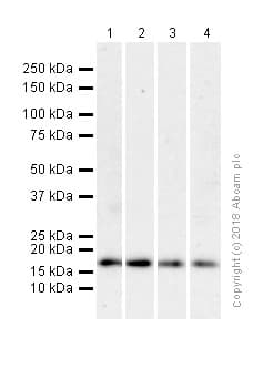 Pin1 Antibody Ep1479y Ab76309  Western Blot Img5308