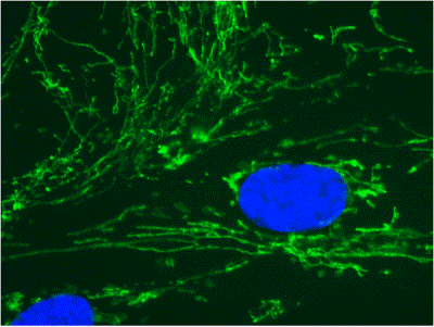 Anti-COX4 + COX4L2 antibody [10G8D12C12](AB110261)