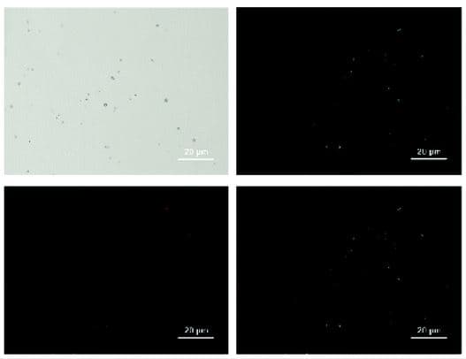 Cy5® Conjugation Kit (Fast) - Lightning-Link®(AB188288)