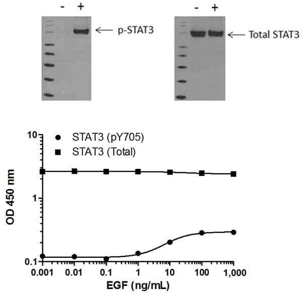 STAT3 pY705 ELISA Kit(AB176654)