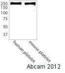Anti-Talin 1 antibody(AB71333)