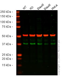 Anti-alpha Tubulin antibody [EP1332Y] - Microtubule Marker(AB52866)