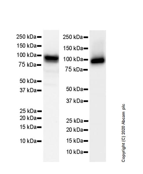 Anti-Human Nucleoli antibody [NM95] - Nucleolar Marker(AB190710)