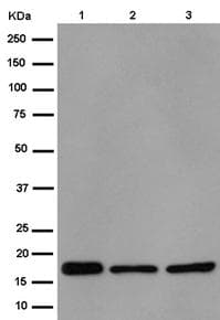 Ndufb11 Antibody Epr15252 Bsa And Azide Free Ab250690  Western Blot Img106085