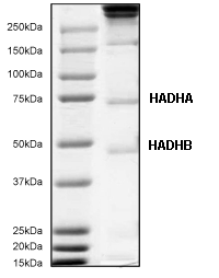 Anti-HADHA + HADHB antibody [4A8BG12](AB110302)