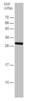 Hmgb1 Antibody N Terminal Ab228624  Western Blot Img144164
