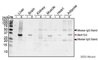 Anti-BirA antibody [6C4c7](AB232732)