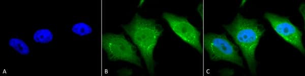 Anti-Calnexin - ER membrane marker antibody - ER Marker(AB13504)