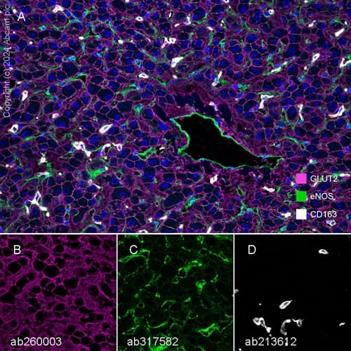 Anti-CD163 antibody [EPR19518] - BSA and Azide free(AB213612)