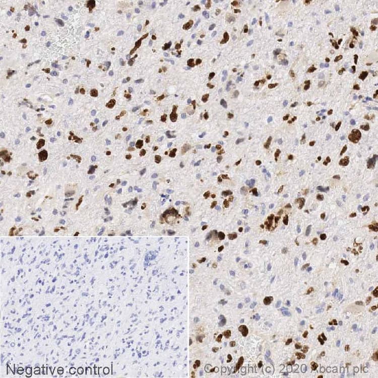 Anti-SOX2 antibody(ab97959)