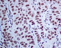 Anti-MED4 antibody [EPR7816] - BSA and Azide free(AB248327)