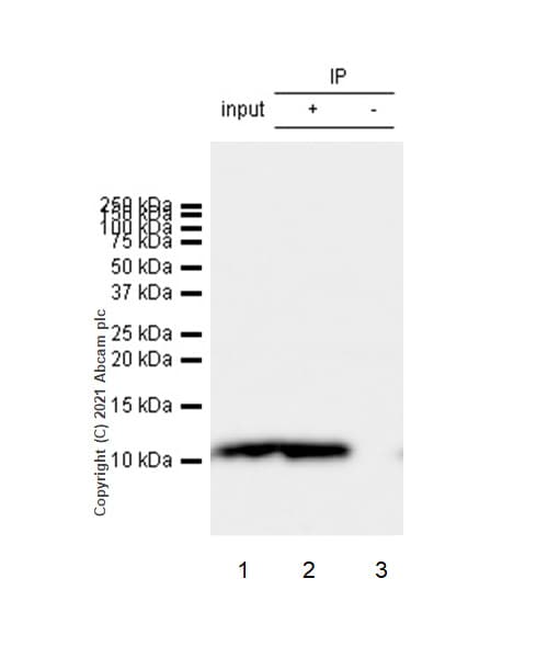 S100 Alpha 6 Pra Antibody Epr13084 69 Bsa And Azide Free Ab250543  Immunoprecipitation Img167090