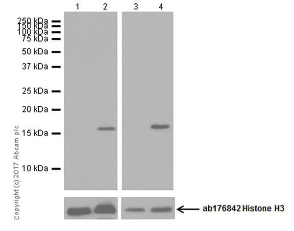 Anti-Histone H3 (citrulline R17) antibody [EPR20358-120](AB219407)