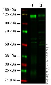Anti-CD31 antibody(AB124432)