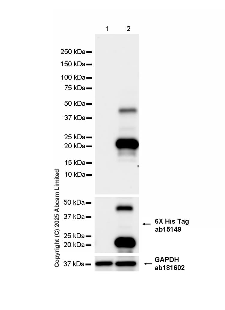 Anti-6X His tag® antibody [AD1.1.10](AB15149)