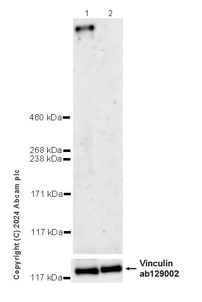 Muc17 Antibody Epr28482 85 Ab316971  Western Blot Img429273