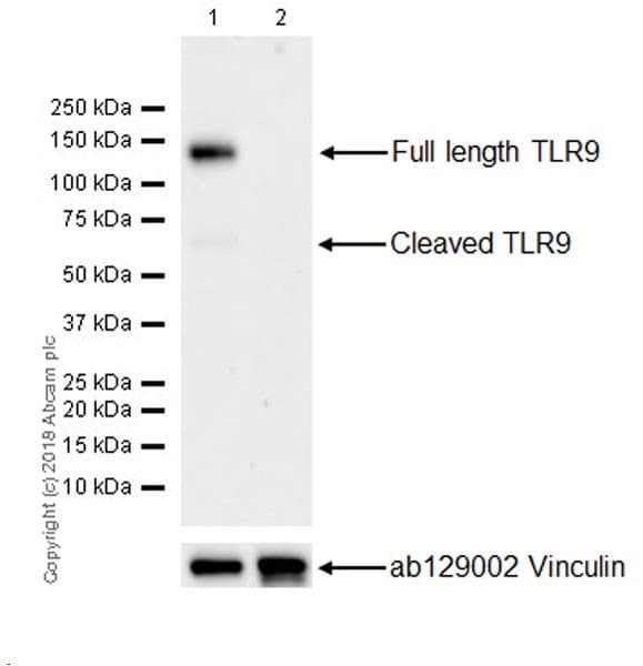 Anti-TLR9 antibody [EPR21735] - BSA and Azide free(AB232933)