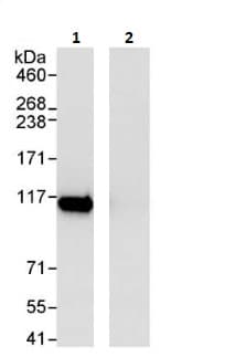 Anti-SFPQ antibody(AB264196)