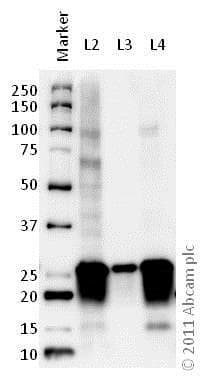 Anti-SNAP25 antibody(AB41455)