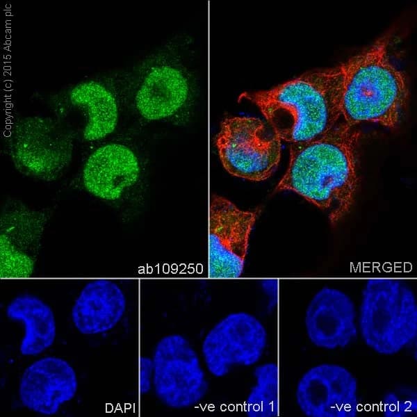 Embryonic Stem Cell Marker Panel (Human: Oct4, Nanog, Tra-1-60 (R), SOX2, SSEA4)(AB109884)