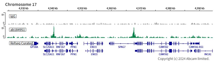 Anti-PHD finger protein 1/PHF1 antibody [EPR14222](AB184951)