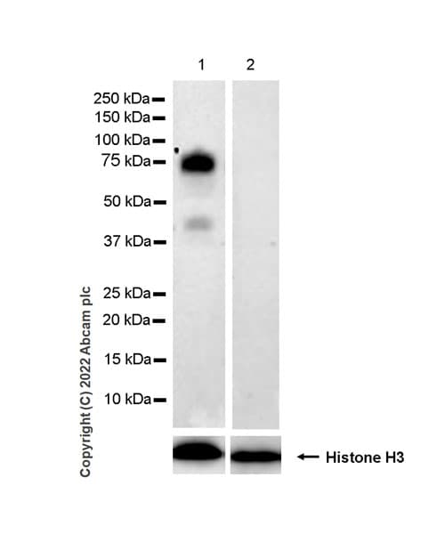 Il 6r Antibody Epr26370 132 Bsa And Azide Free Ab300582  Western Blot Img400609