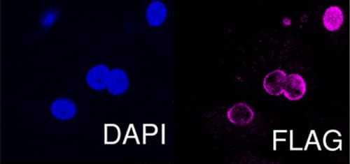Anti-DDDDK tag (Binds to FLAG® tag sequence) antibody(AB1162)