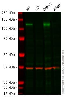 Human ACE2 knockout Hep G2 cell lysate(ab275495)