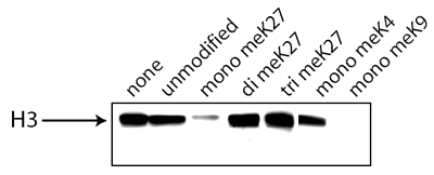 Histone H3 (K9 methylation) Panel (mono methyl K9, di methyl K9, tri methyl K9)(AB113754)