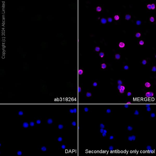 Anti-Nogo A + Nogo D antibody [EPR26286-15] - BSA and Azide free(AB318265)