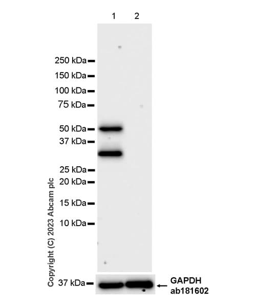 Anti-MNDA antibody [EPR28267-44] - BSA and Azide free(AB316968)