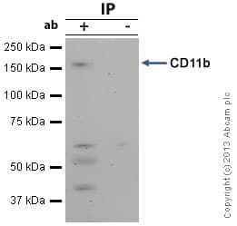 Anti-CD11b antibody(AB128797)
