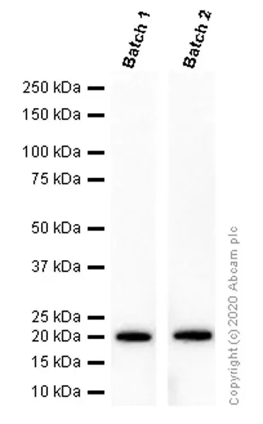 Anti-p21 antibody [EPR3993](AB109199)