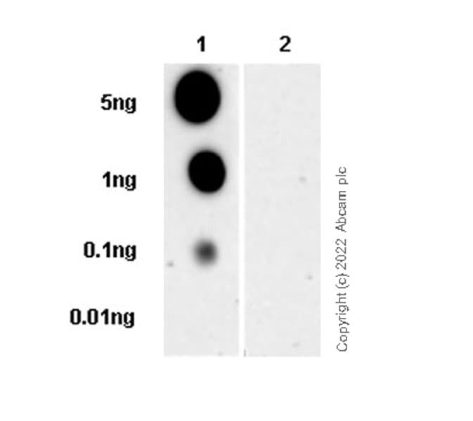 Anti-gamma H2A.X (phospho S139) antibody [N1-431](ab303656)