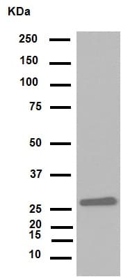 Anti-HMGB1 antibody [EPR3507](AB79823)