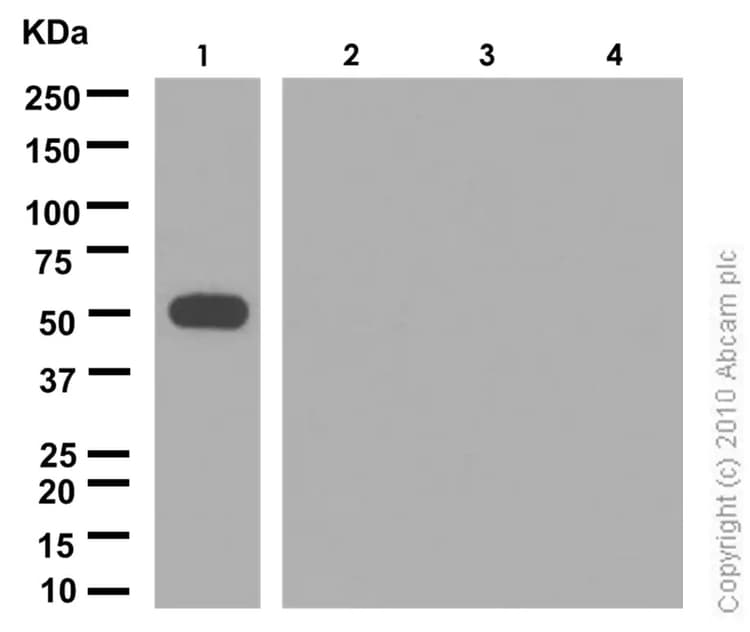 Igg4 Antibody Ep4420 Low Endotoxin Azide Free Ab186921  Western Blot Img168954