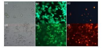 Live/Dead Cell Viability Assay Kit(ab287858)