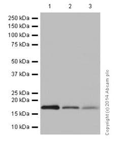 Mth1 Antibody Epr15934 Bsa And Azide Free Ab251235  Western Blot Img55210
